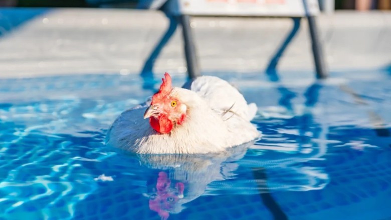 Chicken Who 'Identifies as a Duck' Takes a Splash: A Humorous Take on Summer Fun at Rainbow Chicken Farm
