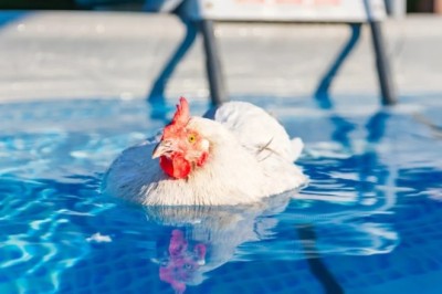 Chicken Who 'Identifies as a Duck' Takes a Splash: A Humorous Take on Summer Fun at Rainbow Chicken Farm