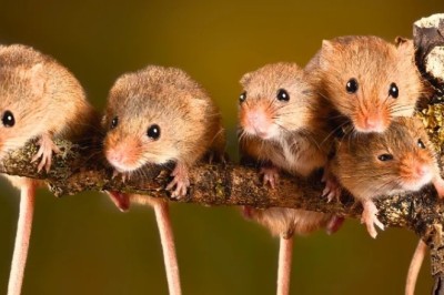 First Mice with Two Fathers: A Revolutionary Breakthrough in Reproductive Science!