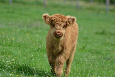 Kevin the Mini-Cow: The Energizer Bunny of Calves!