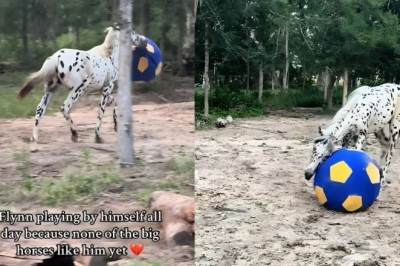 Lonely Horse Finds Joy in Playing Alone: Heartwarming Video of Flynn Goes Viral!
