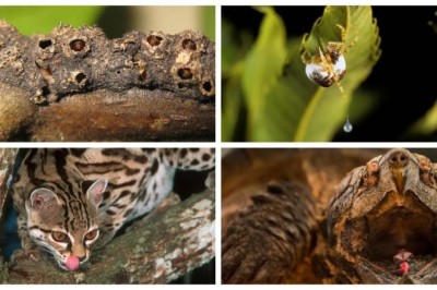 Nature's Masterminds: 13 Ingenious Hunting Techniques That Will Leave You Astonished!