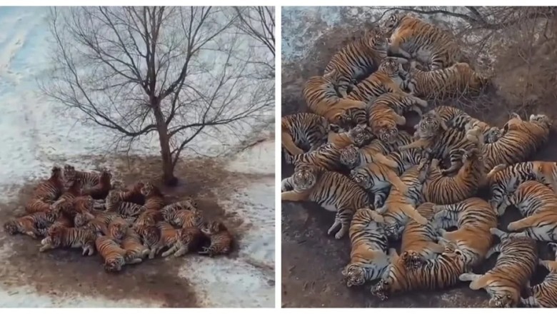 “Tigers in the Snow: A Stunning Winter Gathering at the World’s Largest Tiger Reserve