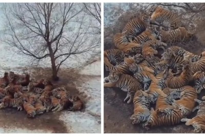 “Tigers in the Snow: A Stunning Winter Gathering at the World’s Largest Tiger Reserve