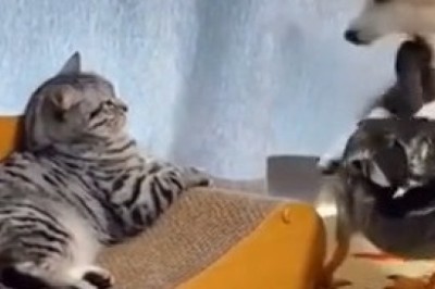 Unlikely Besties: Cat, Dog & Duck Take Over the Internet