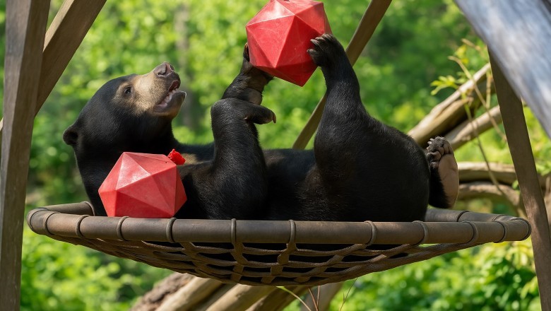 Babu the Sun Bear Triumphs Over Cancer at Edinburgh Zoo