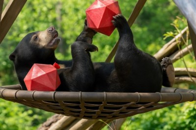 Babu the Sun Bear Triumphs Over Cancer at Edinburgh Zoo