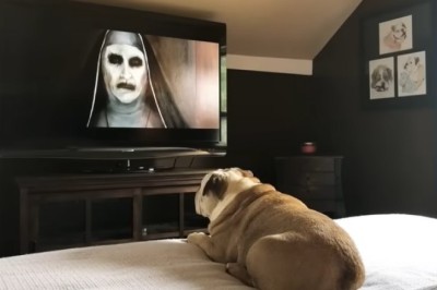 Bulldog vs The Nun: Hilarious Reaction You Have to See!