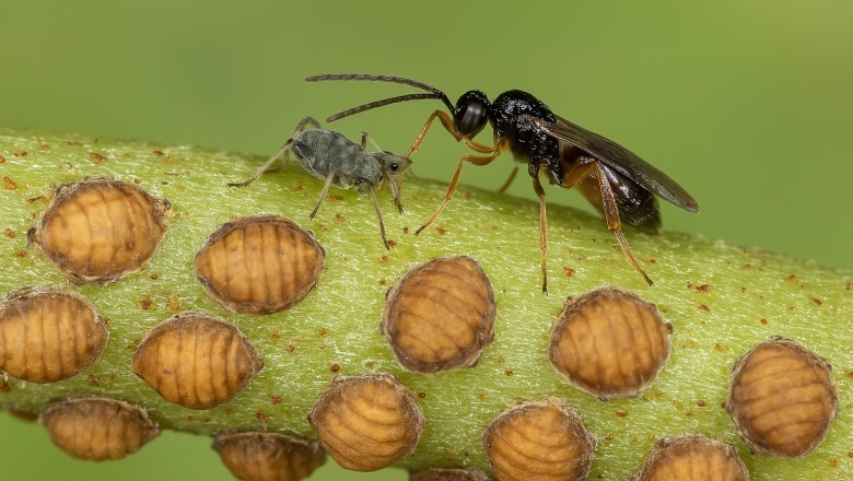 Tiny Asexual Wasps Could Be the Next Big Thing in Chemical-Free Farming