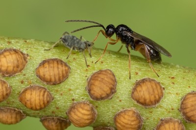 Tiny Asexual Wasps Could Be the Next Big Thing in Chemical-Free Farming