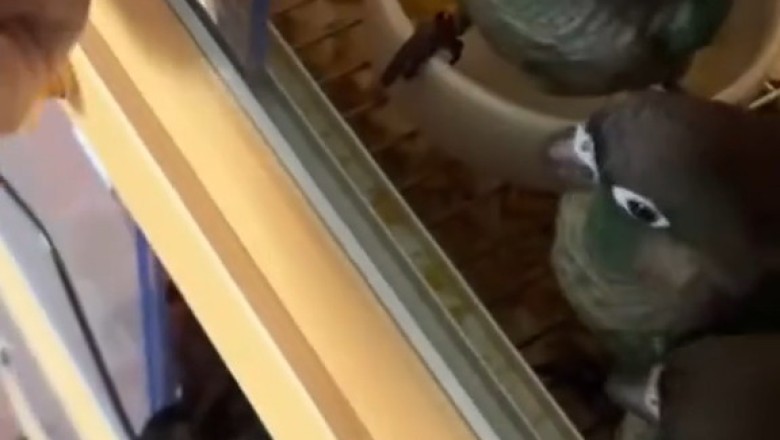 Birds with Zero Chill – Feathery Fails & Sassy Chirps!