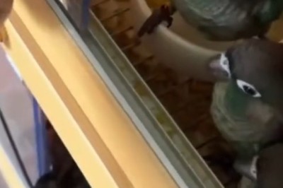 Birds with Zero Chill – Feathery Fails & Sassy Chirps!