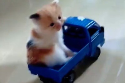 Cats Acting Like Absolute Weirdos – You’ll Laugh, Then Rewatch!