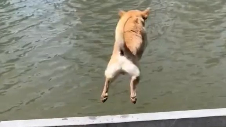 Dogs Doing Dumb Stuff – The Ultimate Laugh-Fest!