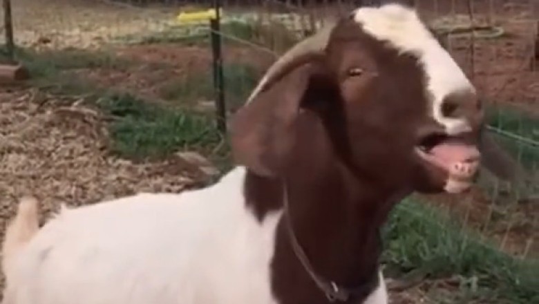 Goats Gone Wild – The Hilarious Hoofed Hijinks You Need to See!