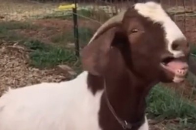 Goats Gone Wild – The Hilarious Hoofed Hijinks You Need to See!