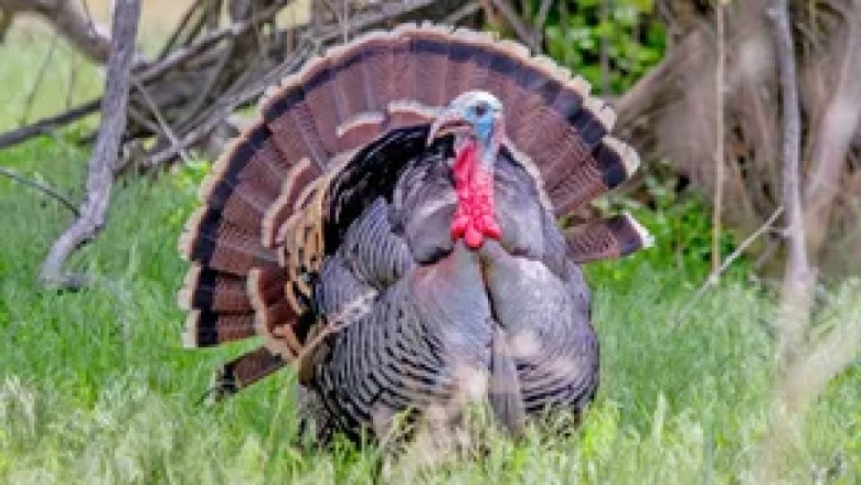 Gobble and Glory: The Wild, Wacky, and Wonderful World of Turkeys