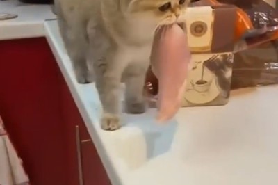 Perfect Cuts: Meat Served Right in the Ultimate Setting!