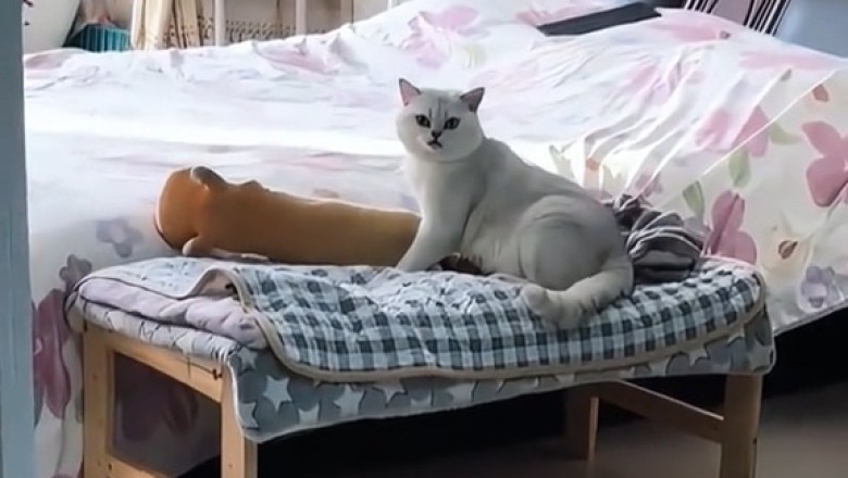 Pets Being Ridiculously Hilarious – You Won’t Stop Laughing!