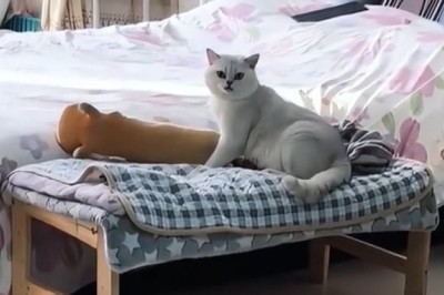 Pets Being Ridiculously Hilarious – You Won’t Stop Laughing!