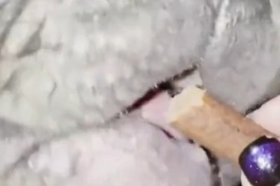 Snack Attack: Dogs Dreaming of Delicious Treats!