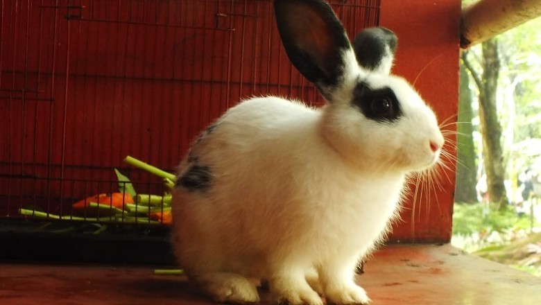 The Rabbit Renaissance: Rediscovery, Resilience, and the Rise of the Modern Bunny