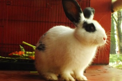 The Rabbit Renaissance: Rediscovery, Resilience, and the Rise of the Modern Bunny