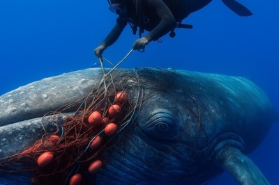 Whale Begs Diver for Help—What Happened Next Made History
