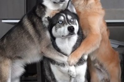 Barking Good Selfies: Dogs Taking Over the Selfie Game!