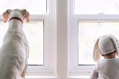 From Abuse to Love: The Heartwarming Rescue Story of Nora the Dog