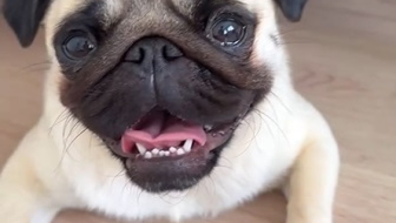 LOL Moments: Hilarious Dogs That Will Make You Laugh Out Loud!