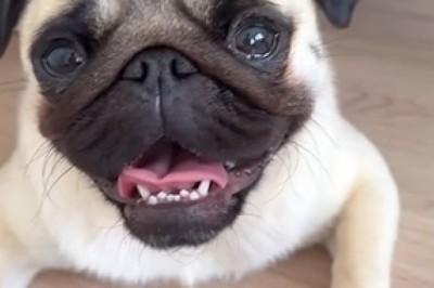 LOL Moments: Hilarious Dogs That Will Make You Laugh Out Loud!