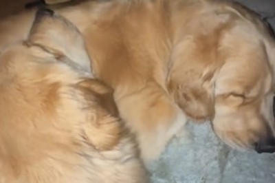 The Ultimate Compilation of Lazy Dogs: Too Cute to Move!