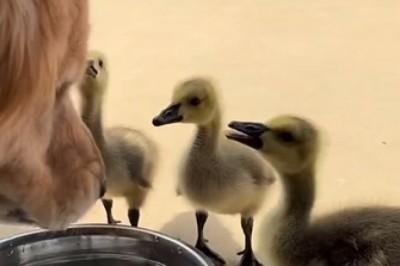 Unlikely Friends: Dog and Ducklings Take Over a Hotel!