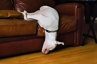 Dogs Doing the Darndest Things: Hilarious Moments You Can’t Miss!