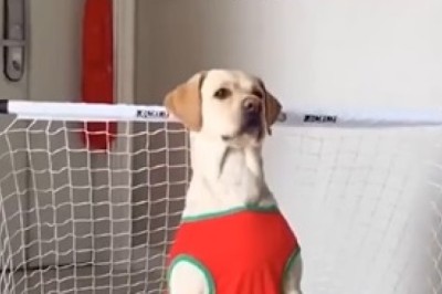 Hilarious Pets Caught in the Act: You Won't Believe What They Do!