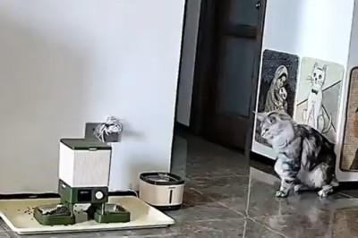 Pets Gone Wild: The Ultimate Compilation of Hilarious Animal Antics!