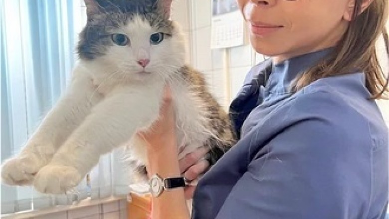 Cat Rescued After Getting Caught on Fishing Hook in Moscow