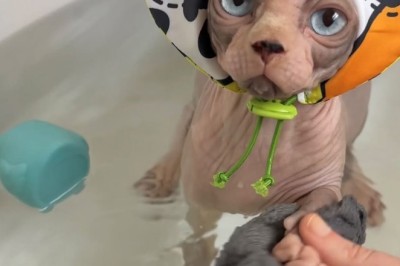 2024’s Sassiest Siamese: Momo’s Meow-tastic Adventures!