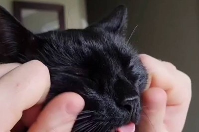 Black Cat Chaos: The Feline Ninja You Never Saw Coming!