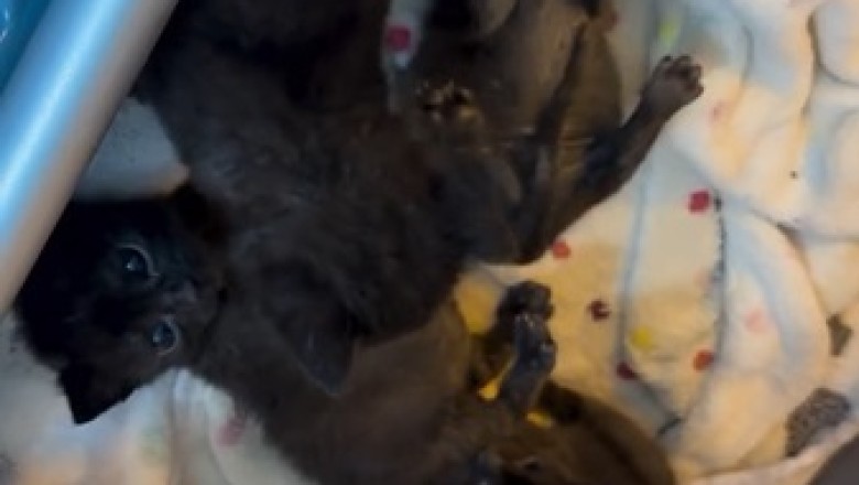 Calico Cuties: The Colorful Kittens Melting Hearts Everywhere!