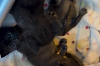 Calico Cuties: The Colorful Kittens Melting Hearts Everywhere!