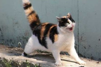 Cats So Overdramatic, They Deserve an Oscar! The Funniest Feline Meltdowns of 2025 That’ll Have You Laughing Like a Hyena