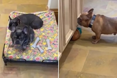 From Shelter Shy to Social Media Darling: Clementine the Frenchie Finds Her Voice!