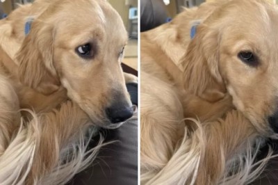 From Shelter Shy to Social Media Sweetheart: Lily the Golden Retriever Finds Her Voice!