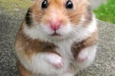 Popcorn the Hamster: From Tiny Timid Pet to Viral Sensation, Inspiring Millions!