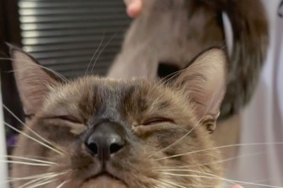 Sassy Siamese Strikes Again: The Drama Queen of Catdom!