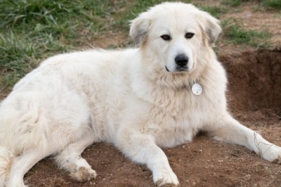 Wash the Great Pyrenees: The Gentle Giant Opening Up a Boy's World