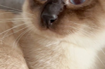 Siamese Cat Shenanigans: You Won't Believe What Happens Next!