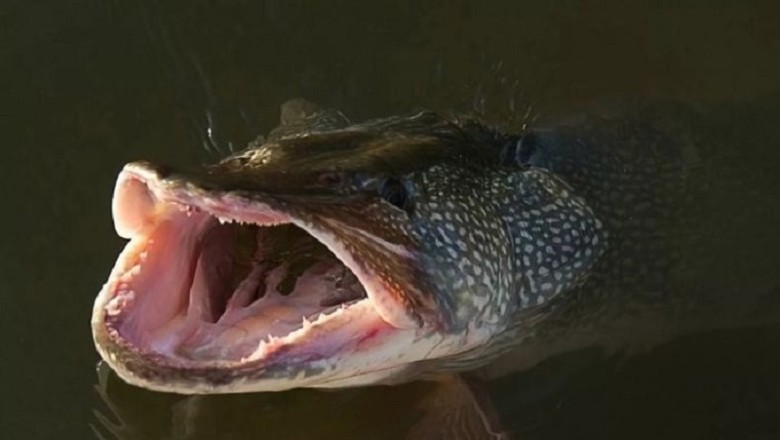 Do Pikes Attack Humans? The Truth Behind Pike Behavior!